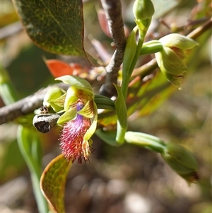 Calochilus campestris at Penrose, NSW - suppressed