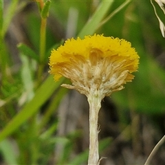 Coronidium gunnianum (Gunn's Everlasting) at Collector, NSW - 17 Dec 2024 by trevorpreston