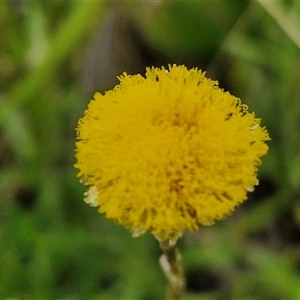 Coronidium gunnianum at Collector, NSW - 17 Dec 2024