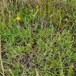 Coronidium gunnianum at Collector, NSW - 17 Dec 2024