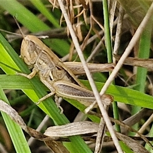 Praxibulus sp. (genus) (A grasshopper) at Collector, NSW by trevorpreston