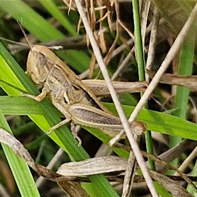 Praxibulus sp. (genus) (A grasshopper) at Collector, NSW - 17 Dec 2024 by trevorpreston