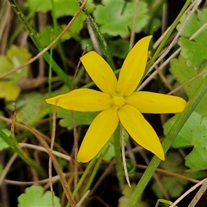 Hypoxis hygrometrica var. hygrometrica at Collector, NSW - 17 Dec 2024 04:23 PM