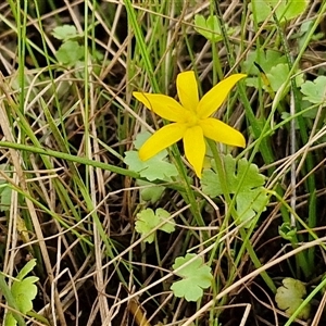 Hypoxis hygrometrica var. hygrometrica at Collector, NSW - 17 Dec 2024