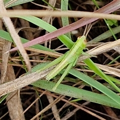 Bermius brachycerus (A grasshopper) at Collector, NSW - 17 Dec 2024 by trevorpreston