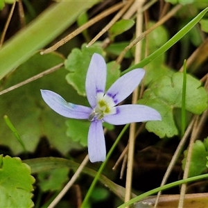 Isotoma fluviatilis subsp. australis at Collector, NSW - 17 Dec 2024