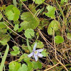 Isotoma fluviatilis subsp. australis at Collector, NSW - 17 Dec 2024 04:23 PM