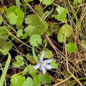 Isotoma fluviatilis subsp. australis at Collector, NSW - 17 Dec 2024