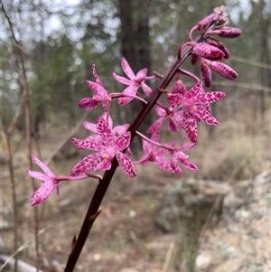 Dipodium punctatum (Blotched Hyacinth Orchid) at Cooma, NSW by RobandLou