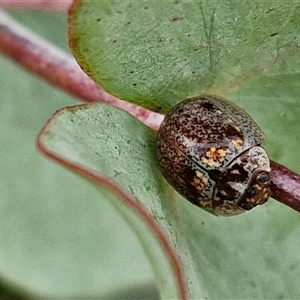 Paropsisterna m-fuscum (Eucalyptus Leaf Beetle) at Collector, NSW by trevorpreston