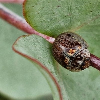 Paropsisterna m-fuscum (Eucalyptus Leaf Beetle) at Collector, NSW - 17 Dec 2024 by trevorpreston