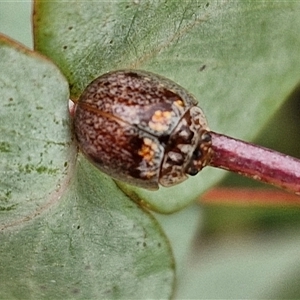 Paropsisterna m-fuscum at Collector, NSW - 17 Dec 2024