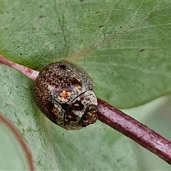 Paropsisterna m-fuscum at Collector, NSW - 17 Dec 2024