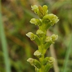 Microtis sp. (Onion Orchid) at Collector, NSW - 17 Dec 2024 by trevorpreston