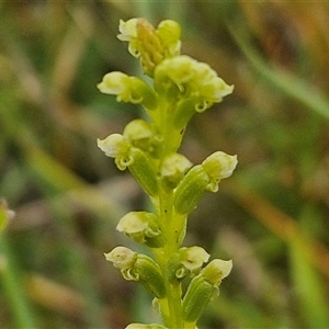 Microtis sp. at Collector, NSW - suppressed