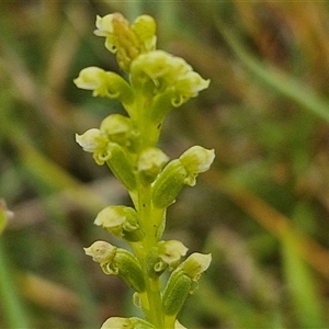 Microtis sp. at Collector, NSW - suppressed