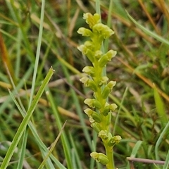 Microtis sp. at Collector, NSW - suppressed