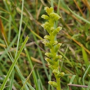 Microtis sp. at Collector, NSW - suppressed