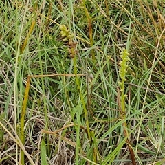 Microtis sp. at Collector, NSW - suppressed