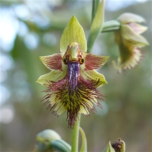 Calochilus platychilus at Penrose, NSW by RobG1