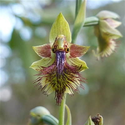 Calochilus campestris (Copper Beard Orchid) at Penrose, NSW - 28 Oct 2024 by RobG1