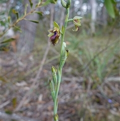 Calochilus campestris at Penrose, NSW - suppressed