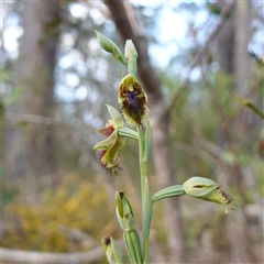 Calochilus campestris at Penrose, NSW - suppressed