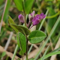 Polygala japonica (Dwarf Milkwort) at Collector, NSW - 17 Dec 2024 by trevorpreston