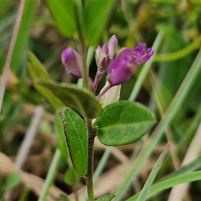 Polygala japonica (Dwarf Milkwort) at Collector, NSW - 17 Dec 2024 by trevorpreston