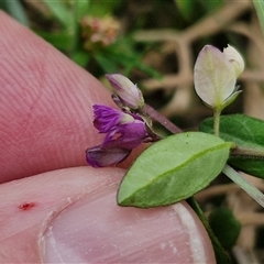 Polygala japonica at Collector, NSW - 17 Dec 2024 04:16 PM