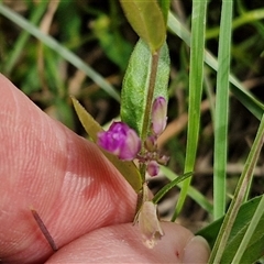 Polygala japonica at Collector, NSW - 17 Dec 2024 04:16 PM