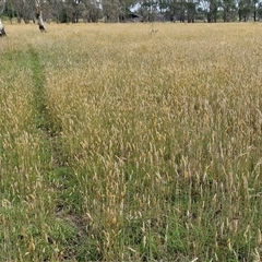 Anthoxanthum odoratum (Sweet Vernal Grass) at Collector, NSW - 17 Dec 2024 by trevorpreston