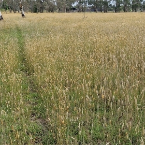 Anthoxanthum odoratum (Sweet Vernal Grass) at Collector, NSW by trevorpreston