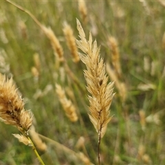 Anthoxanthum odoratum at Collector, NSW - 17 Dec 2024