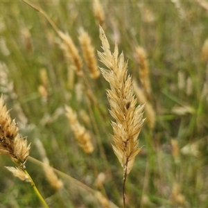 Anthoxanthum odoratum at Collector, NSW - 17 Dec 2024