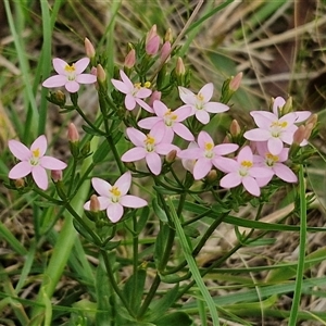 Centaurium erythraea at Collector, NSW - 17 Dec 2024