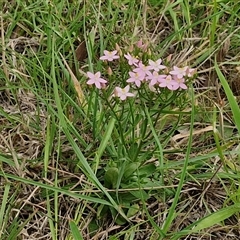 Centaurium erythraea at Collector, NSW - 17 Dec 2024