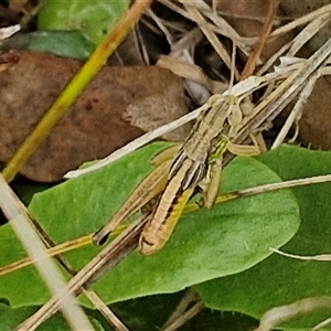 Praxibulus sp. (genus) (A grasshopper) at Collector, NSW by trevorpreston