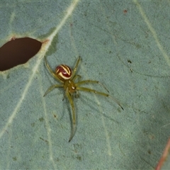 Deliochus sp. (genus) (A leaf curling spider) at Gungahlin, ACT - 12 Dec 2024 by AlisonMilton