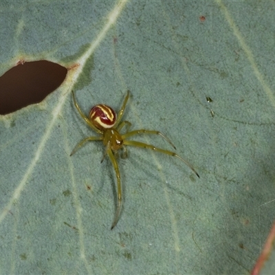 Deliochus sp. (genus) (A leaf curling spider) at Gungahlin, ACT - 12 Dec 2024 by AlisonMilton