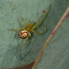 Deliochus sp. (genus) at Gungahlin, ACT - 12 Dec 2024