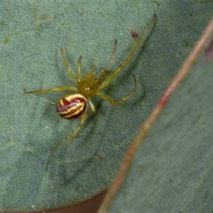 Deliochus sp. (genus) at Gungahlin, ACT - 12 Dec 2024