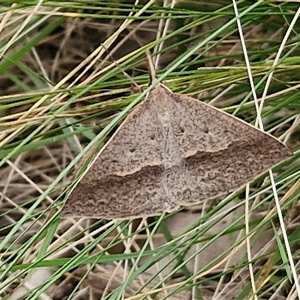 Epidesmia hypenaria (Long-nosed Epidesmia) at Collector, NSW by trevorpreston