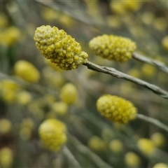 Calocephalus citreus (Lemon Beauty Heads) at Collector, NSW - 17 Dec 2024 by trevorpreston