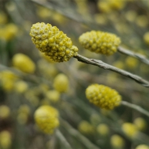 Calocephalus citreus at Collector, NSW by trevorpreston