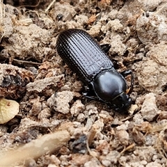 Zophophilus sp. (genus) (Darkling beetle) at Collector, NSW - 17 Dec 2024 by trevorpreston