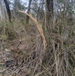 Dichelachne rara (Plume Grass) at Aranda, ACT by MattM