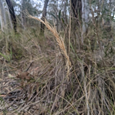 Dichelachne rara (Plume Grass) at Aranda, ACT - 17 Dec 2024 by MattM