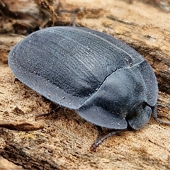 Pterohelaeus piceus (Pie-dish beetle) at Collector, NSW - 17 Dec 2024 by trevorpreston