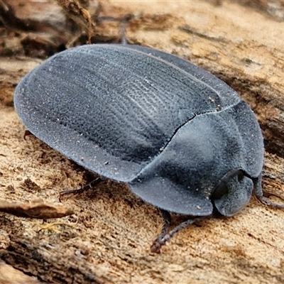 Unidentified Darkling beetle (Tenebrionidae) at Collector, NSW - 17 Dec 2024 by trevorpreston